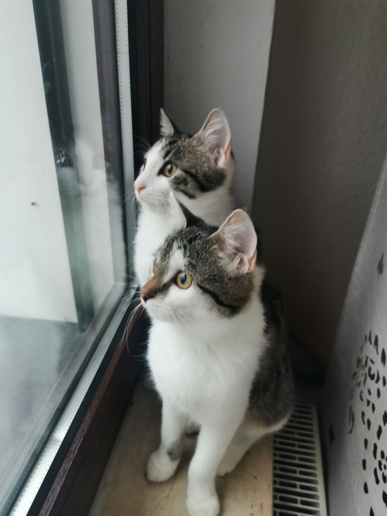 Oskar & Olivia